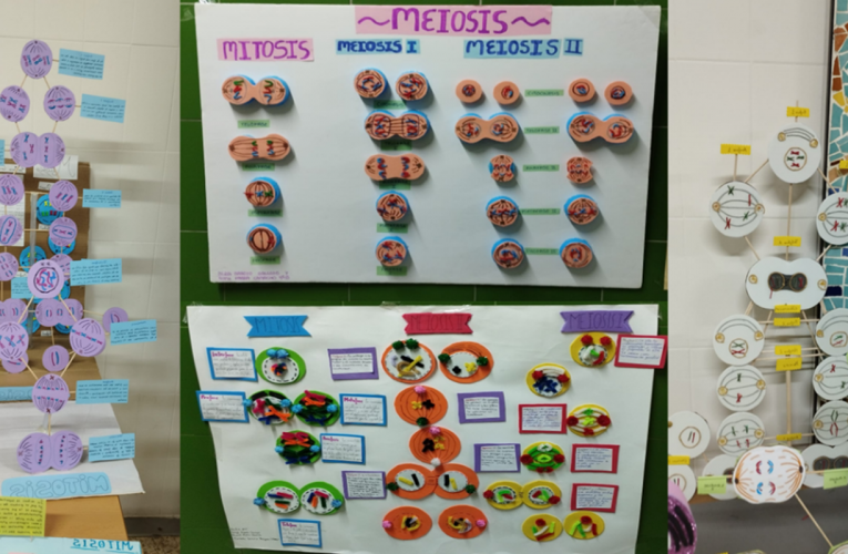 Alumnos de 4º ESO crean maquetas y pósteres para comprender la mitosis y la meiosis